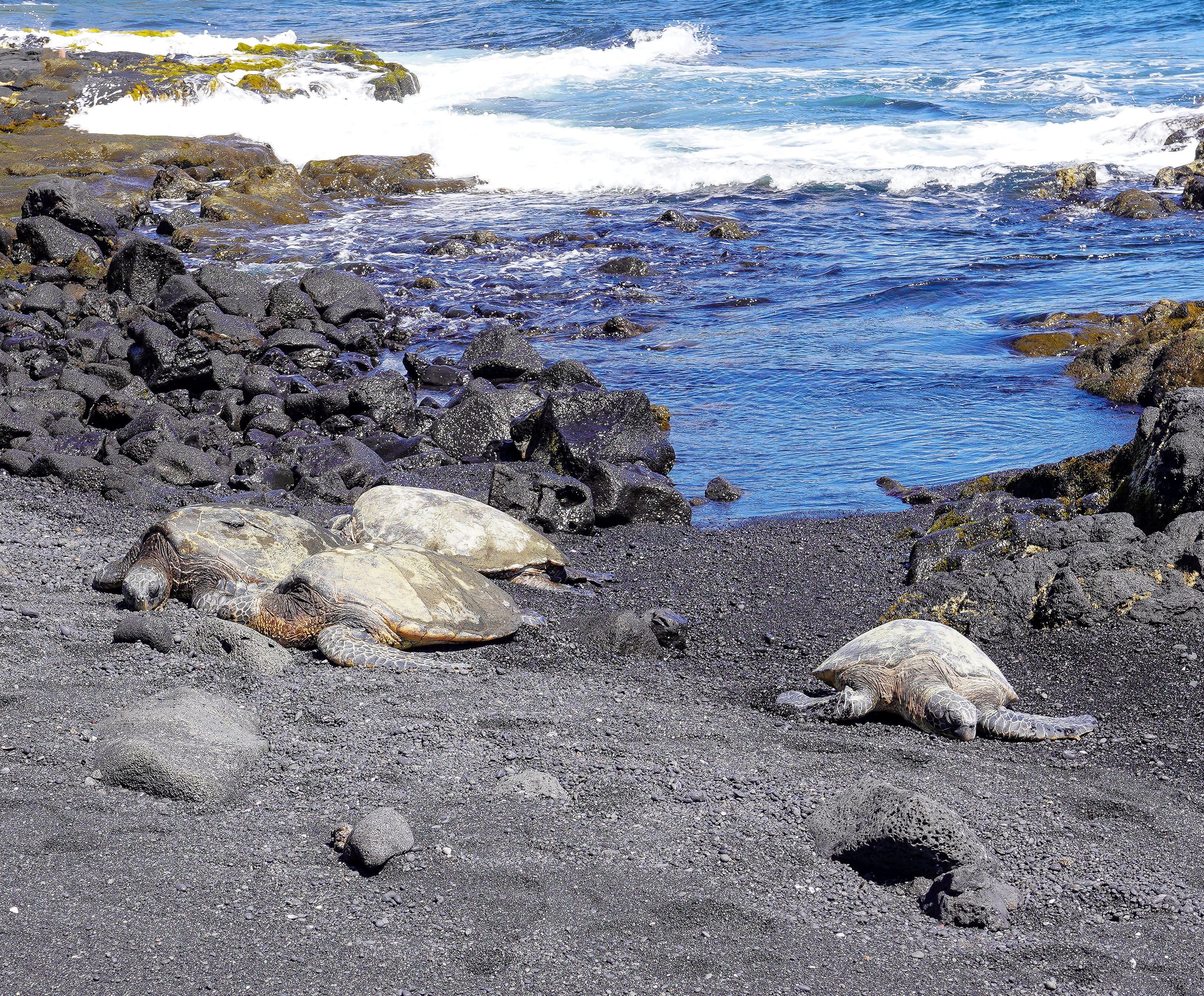 SeaTurtlesPunaluuBeach