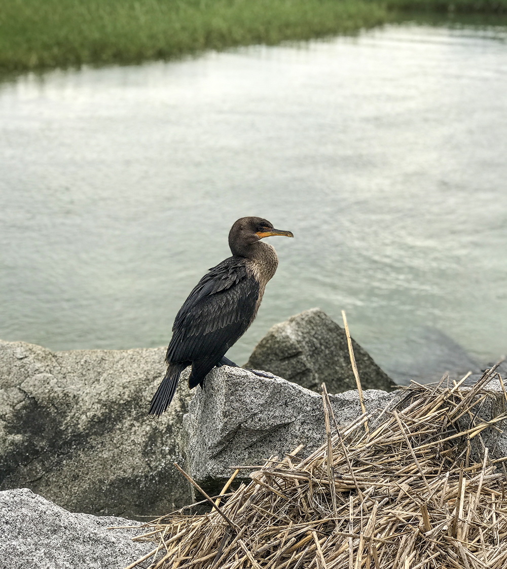 CormorantProvincetown