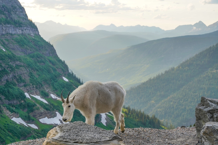 Travel Itinerary: Road Trip from Chicago to Badlands, Glacier, Yellowstone, and Grand Teton with Two Kids Under&nbsp;Two