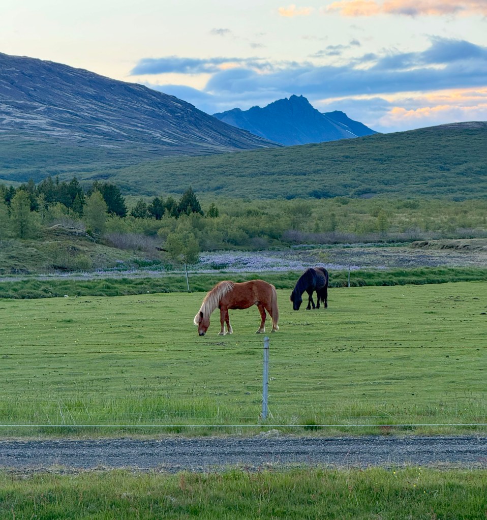 Icelandic ponies. 